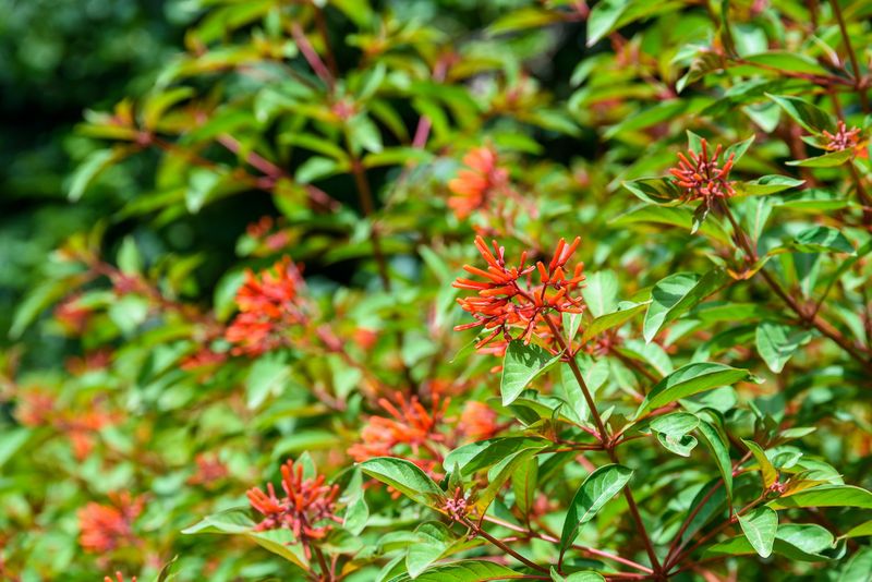 Firebush Can Be Shaped Before Late Season Growth Firebush Can Be Shaped Before Late Season Growth