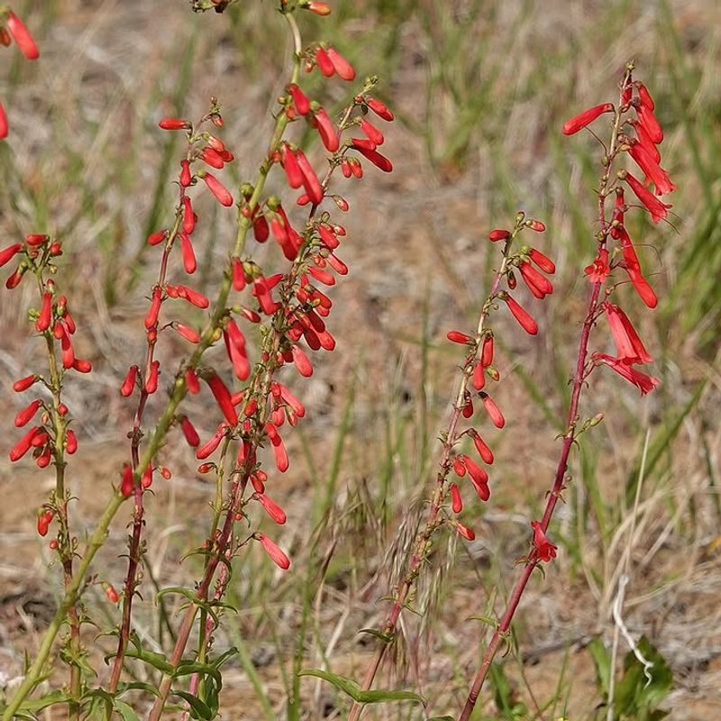 Firecracker Penstemon Attracts Hummingbirds In Heat