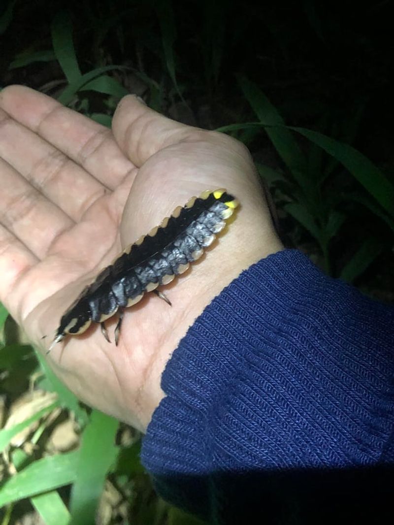 Firefly Larvae Depend On Small Invertebrates For Food Firefly Larvae Depend On Small Invertebrates For Food
