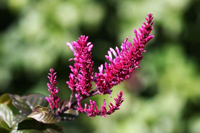 Firespike Draws Pollinators Nobody Expects To See
