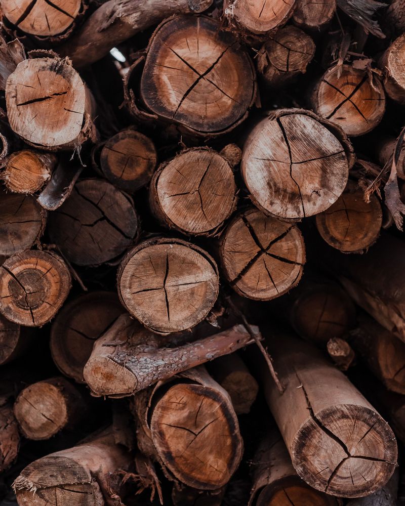 Firewood Creates the Perfect Cockroach Hideout