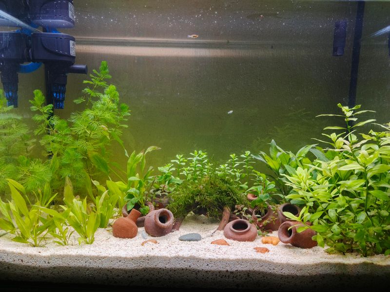 Fish Tank Water Helps Ornamentals