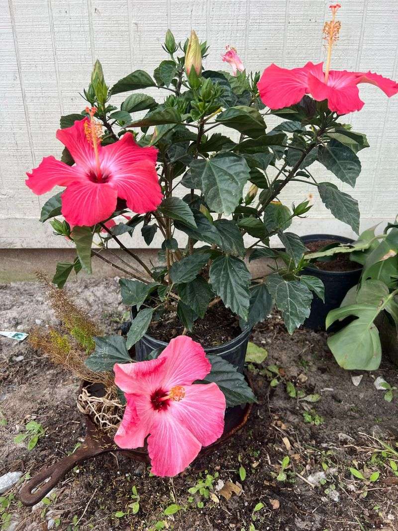 Fix The Moisture Routine Before August