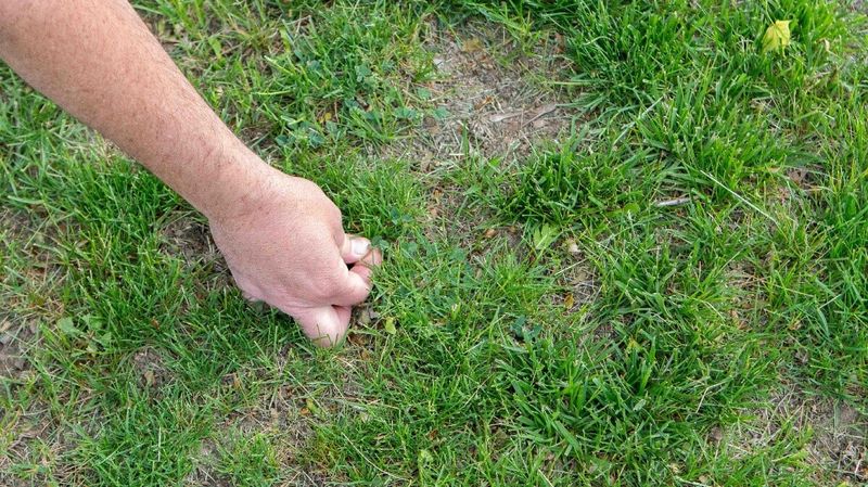Fix Thin Turf Before Spring Weeds Return Fix Thin Turf Before Spring Weeds Return