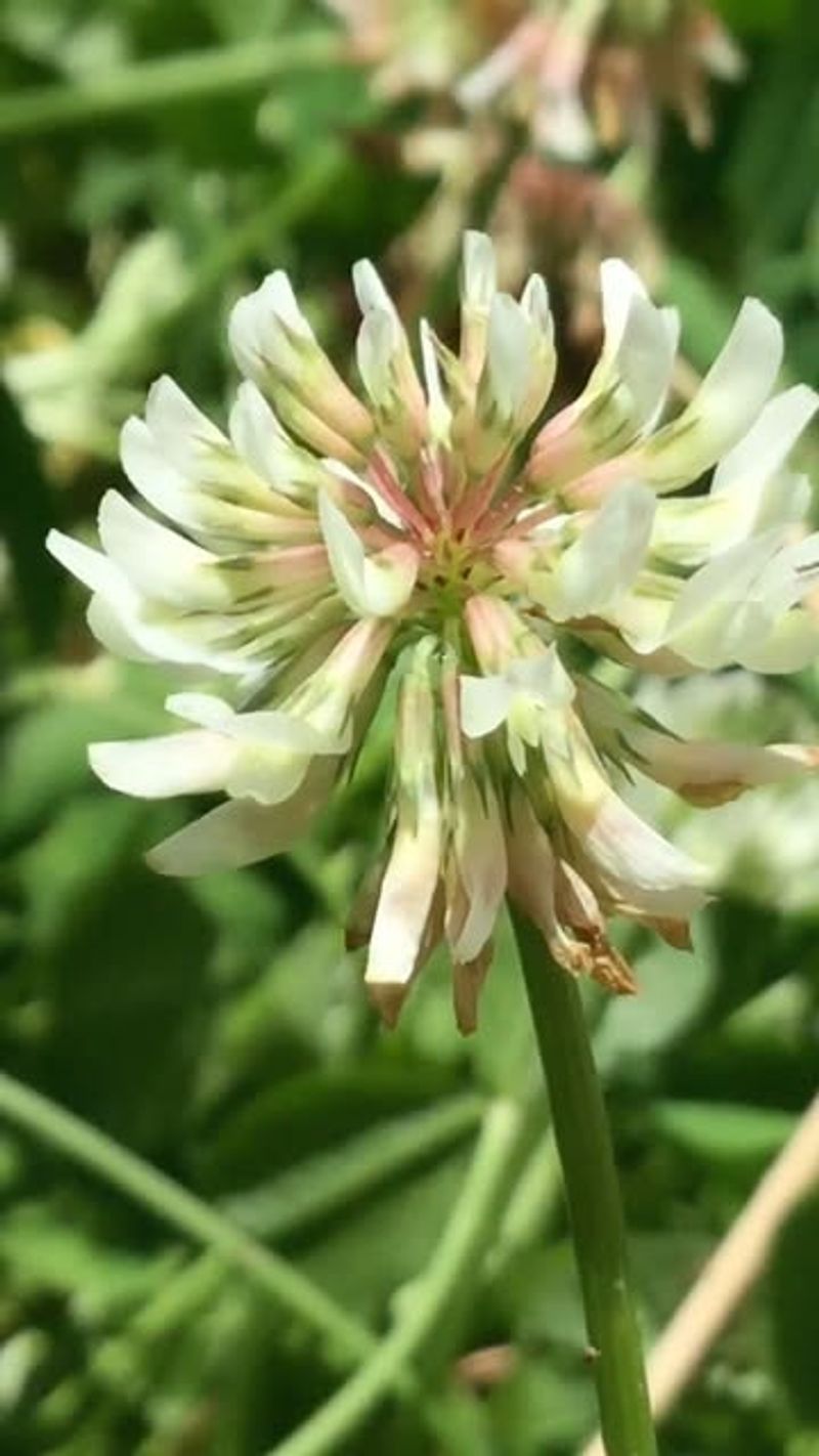 Fixes Nitrogen Naturally In The Soil Fixes Nitrogen Naturally In The Soil