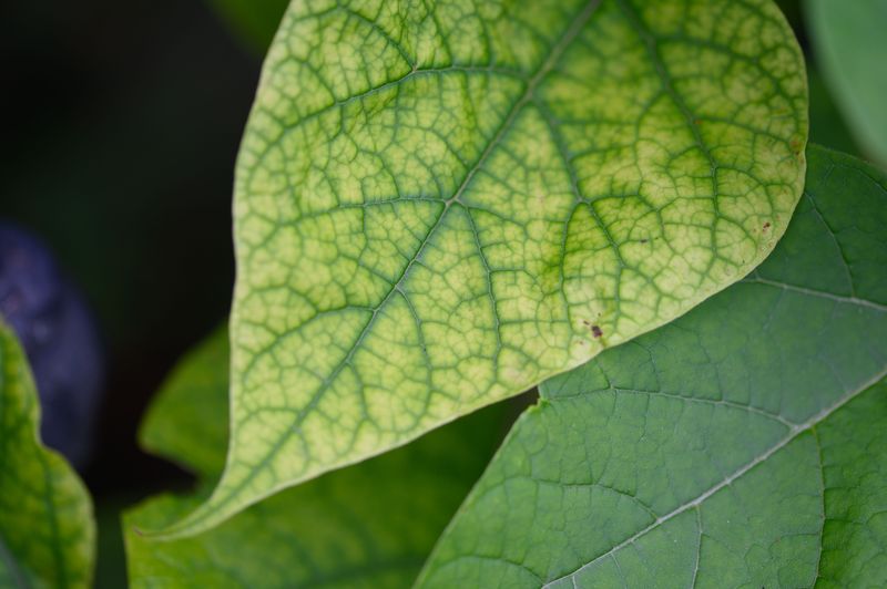 Fixing Iron Deficiency Chlorosis The Right Way Fixing Iron Deficiency Chlorosis The Right Way