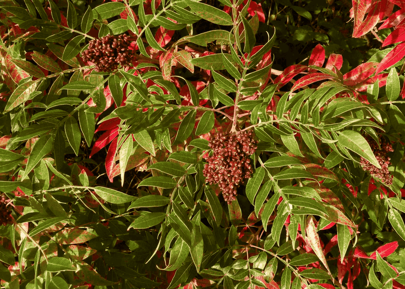 Flameleaf Sumac Supplies Seasonal Fruit