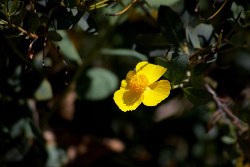 Flannelbush (Fremontodendron Spp.)