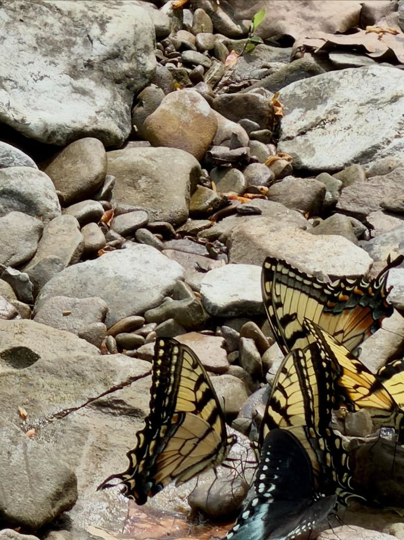 Flat Rocks Give Butterflies A Place To Bask