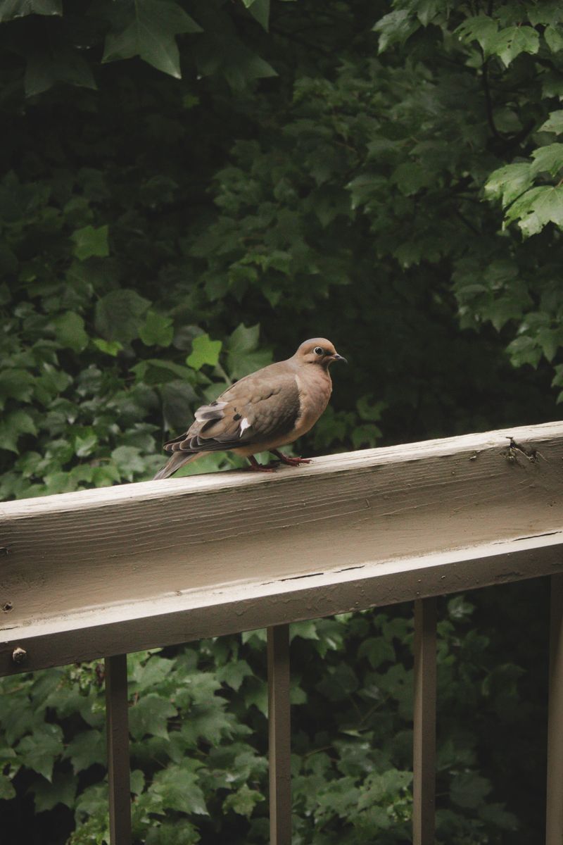 Flat Surfaces Make Easy Nest-Building Spots Flat Surfaces Make Easy Nest-Building Spots