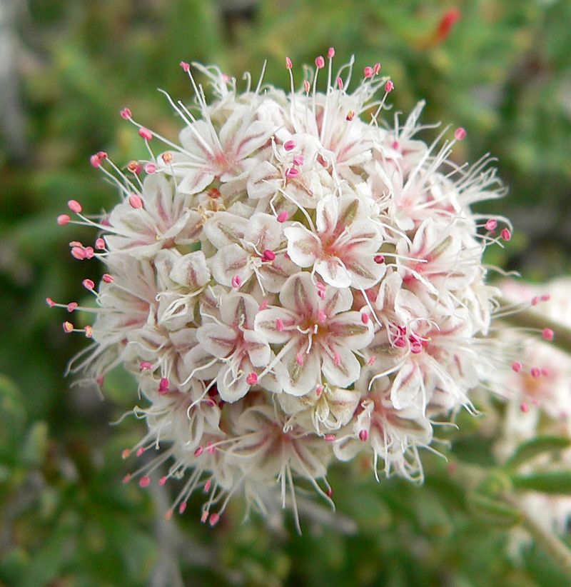 Flattop Buckwheat Supports A Broader Pollinator Yard