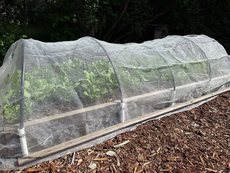 Flimsy Covers Won't Protect Tender Leaves Flimsy Covers Won't Protect Tender Leaves