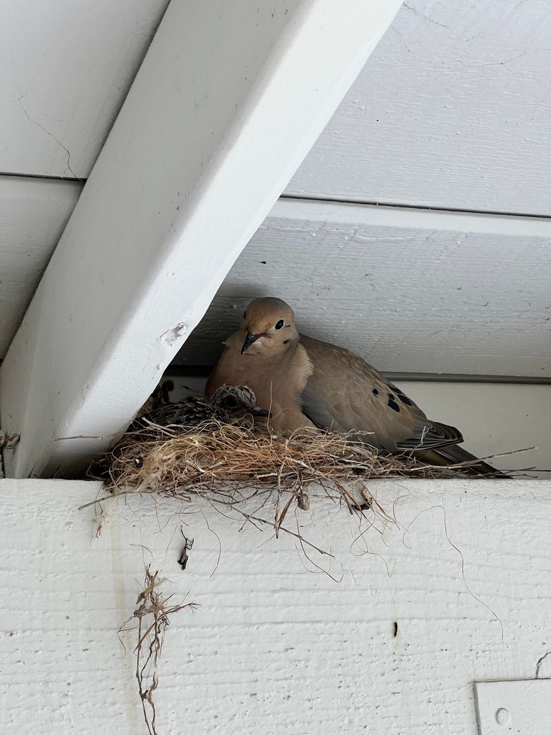 Flimsy Nests Are Normal For Doves Flimsy Nests Are Normal For Doves