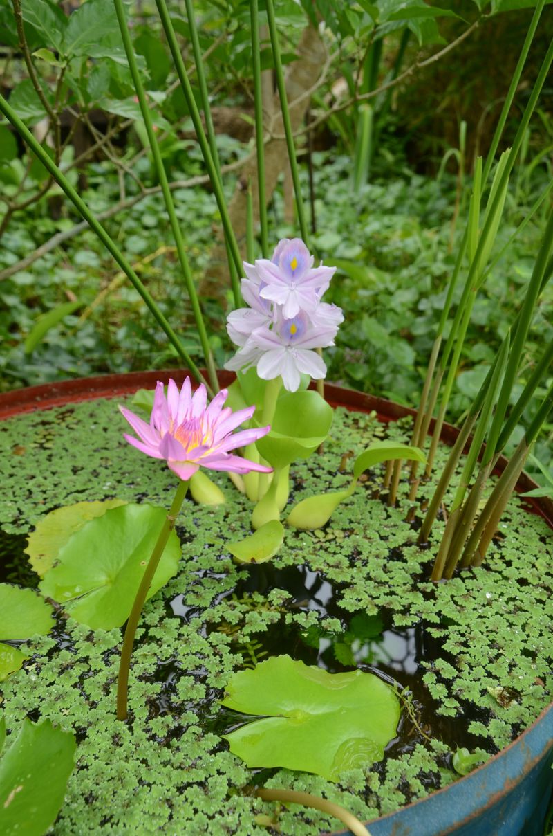 Floating Plants Can Escape During Heavy Rain Floating Plants Can Escape During Heavy Rain