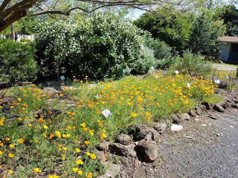 Floral Native Nursery — Chico Floral Native Nursery — Chico