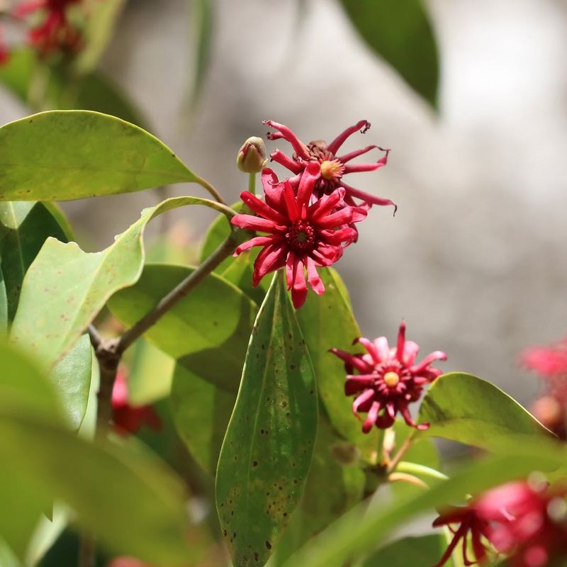 Florida Anise Grows Well In Partial Shade Florida Anise Grows Well In Partial Shade