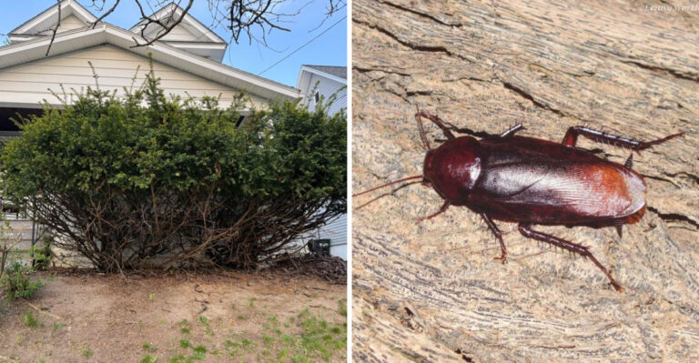 overgrown shrub and a roach
