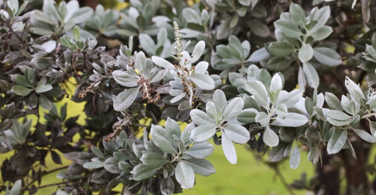 Silver Buttonwood