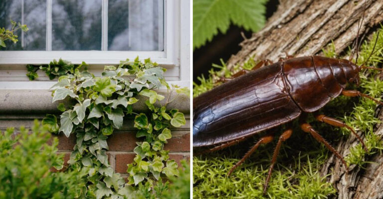 overgrown vine and roach