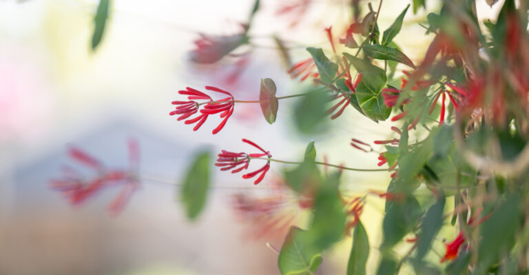 Image Credit: © Anna Hoychuk / Shutterstock