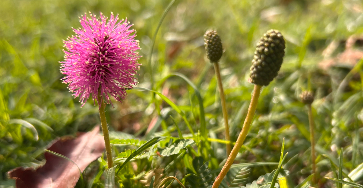 sunshine mimosa