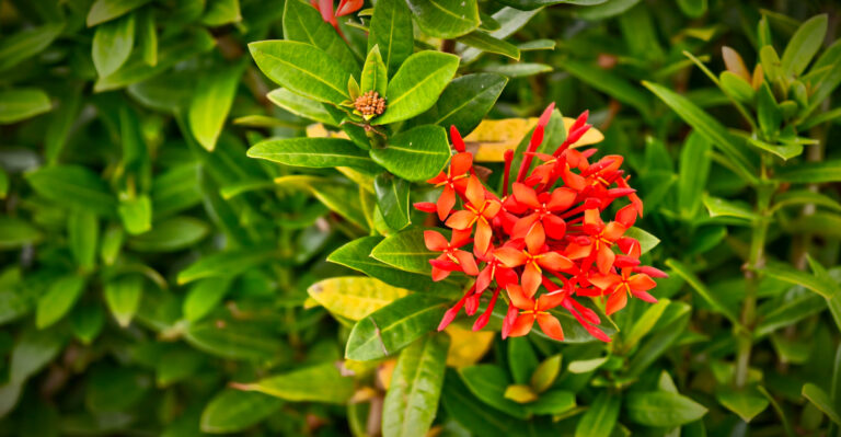 Image Credit: © junasaji / Shutterstock
