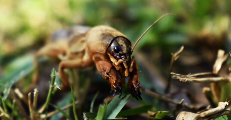 Florida Lawn Pests That Show Up In July And Look Like Heat Damage
