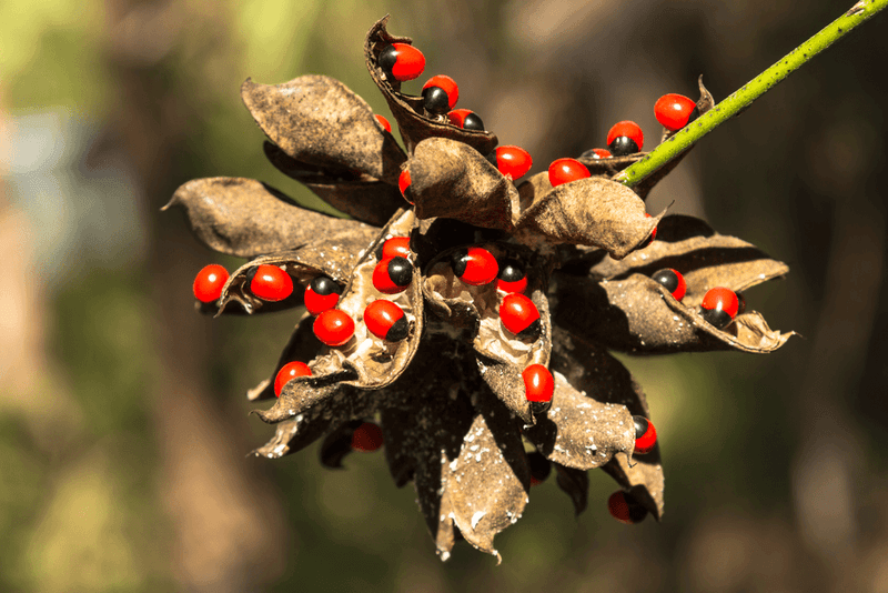 Florida Lists It As A Prohibited Invasive Plant Florida Lists It As A Prohibited Invasive Plant