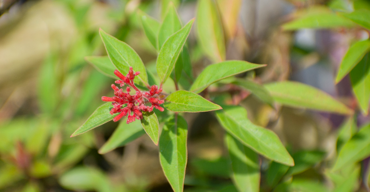 firebush