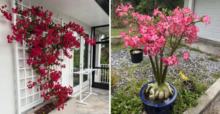 Florida Patio Plants You Can Safely Prune This July And Which To Leave Alone