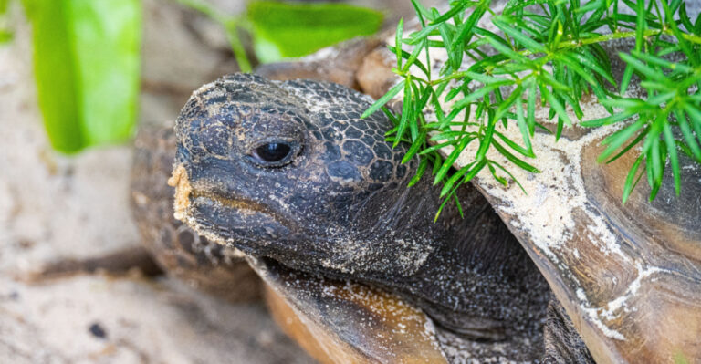 Florida Plants That Attract Gopher Tortoises And What Their Burrows Do For The Whole Yard