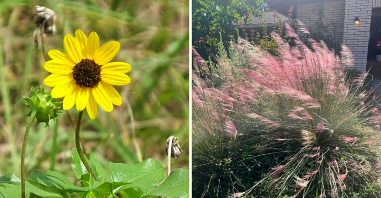 Florida Plants That Bring Ground Beetles And What That Does To Grub And Pest Problems