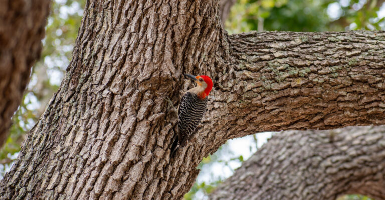 Florida Plants That Bring Woodpeckers And What That Does To The Boring Insect Problem