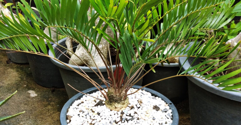 potted coontie