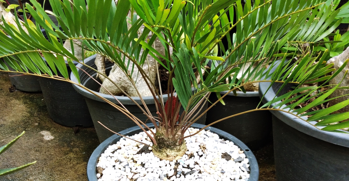 potted coontie