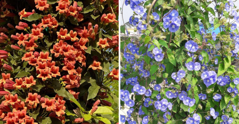 Florida Vines That Climb Through Summer Without Taking Over The Yard