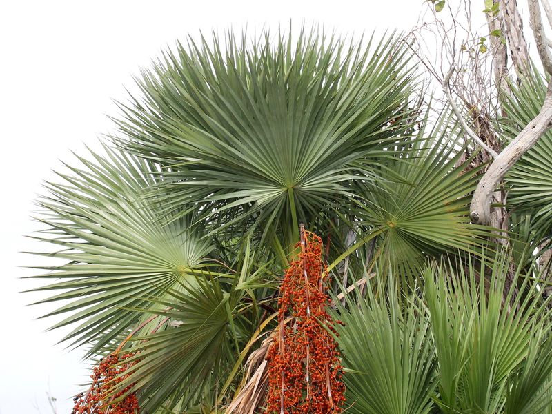 Florida Wildlife Gets More Native Value