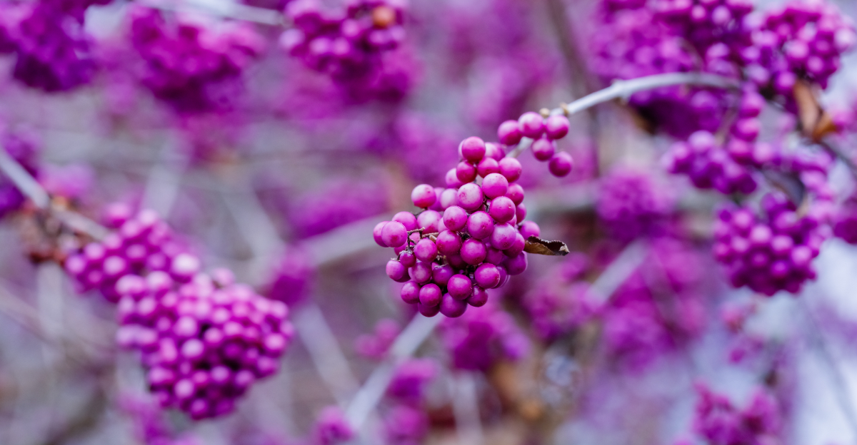 Image Credit: © nnattalli / Shutterstock