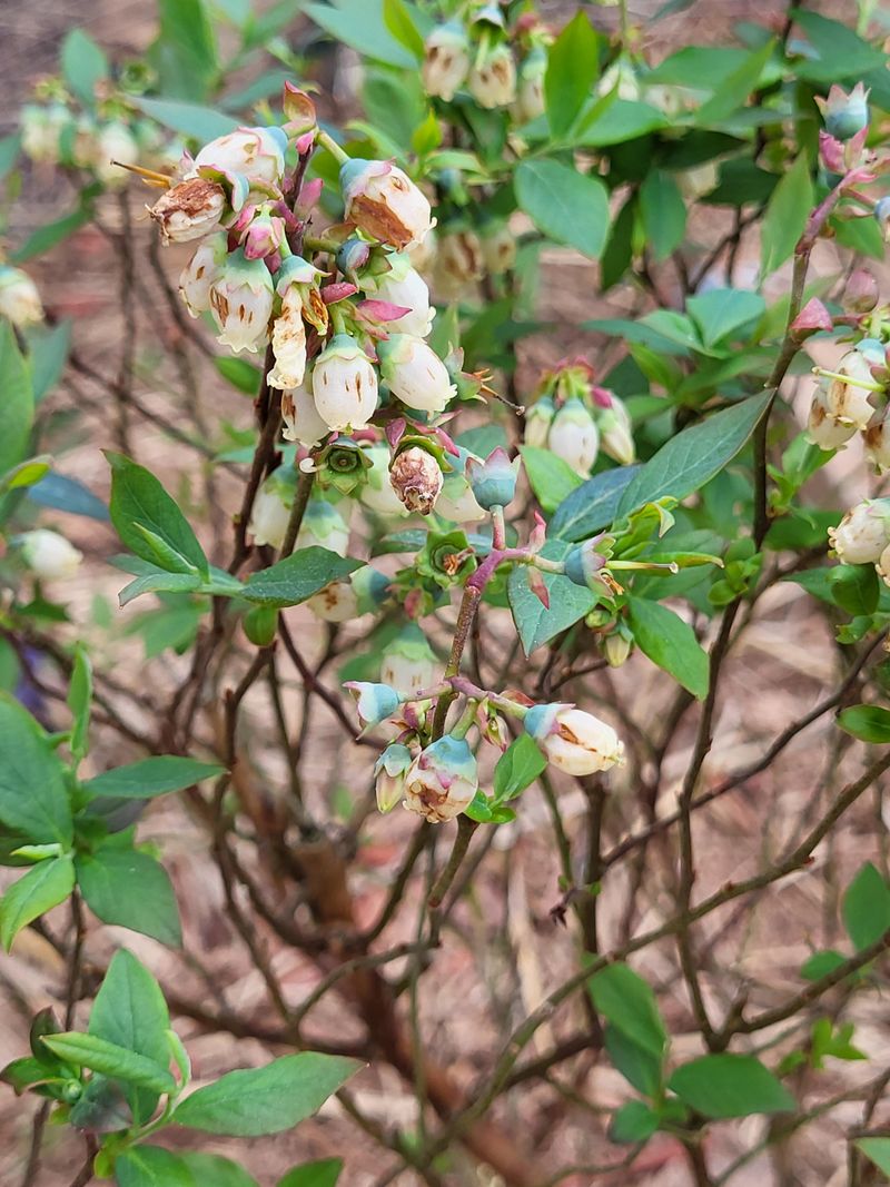 Flower Buds Were Not Protected By Good Care Last Season Flower Buds Were Not Protected By Good Care Last Season