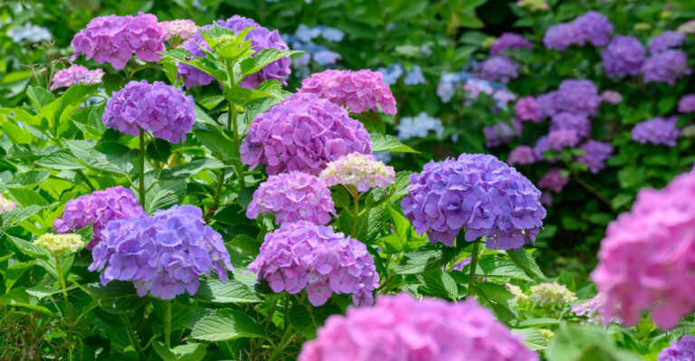 Flower Experts Reveal How To Extend Hydrangea Blooms In Connecticut