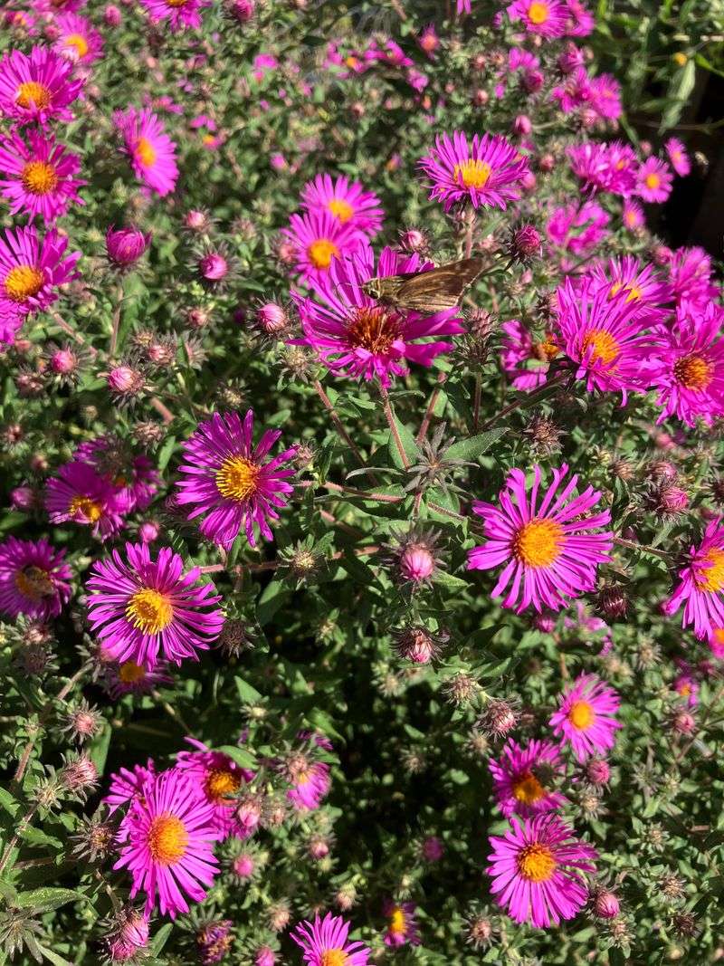 Flower Gaps Shrink Fast Flower Gaps Shrink Fast