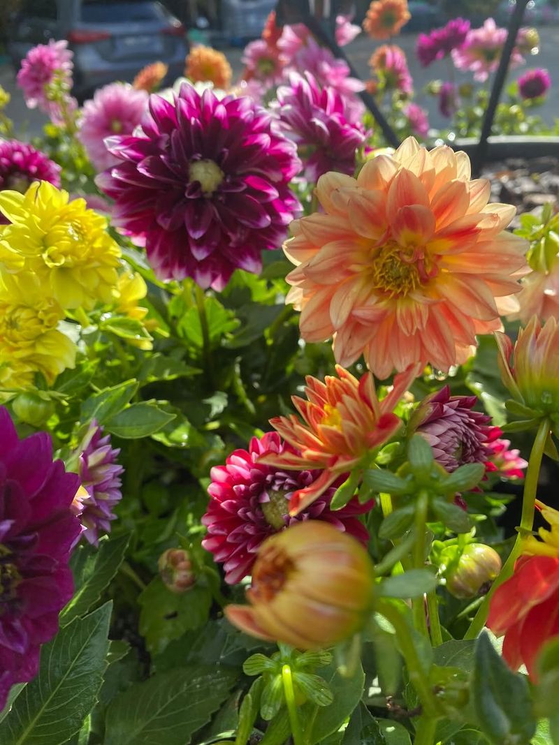 Flowering Branches May Need Extra Support Flowering Branches May Need Extra Support