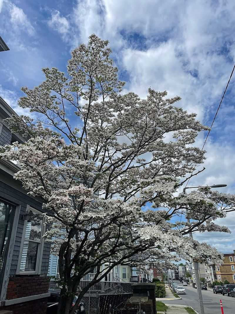 Flowering Dogwood Flowering Dogwood