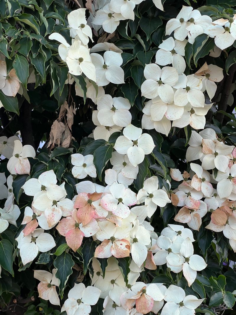 Flowering Dogwood Flowering Dogwood