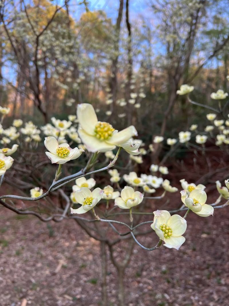 Flowering Dogwood