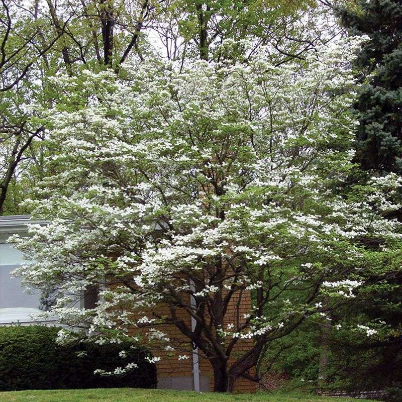 Flowering Dogwood