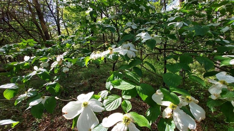 Flowering Dogwood Owns The Cool Understory