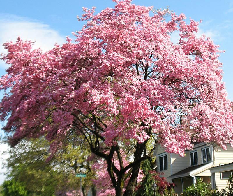 Flowering Dogwood Turns Every Spring Into An Event Flowering Dogwood Turns Every Spring Into An Event