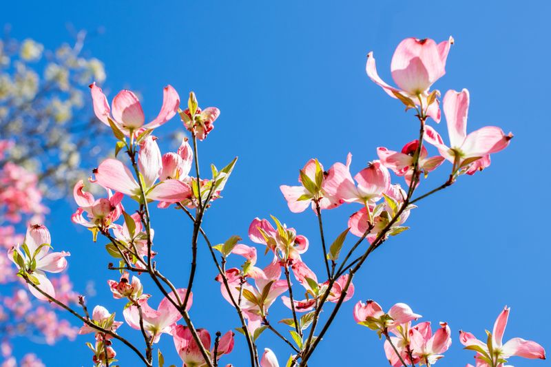 Flowering Dogwood