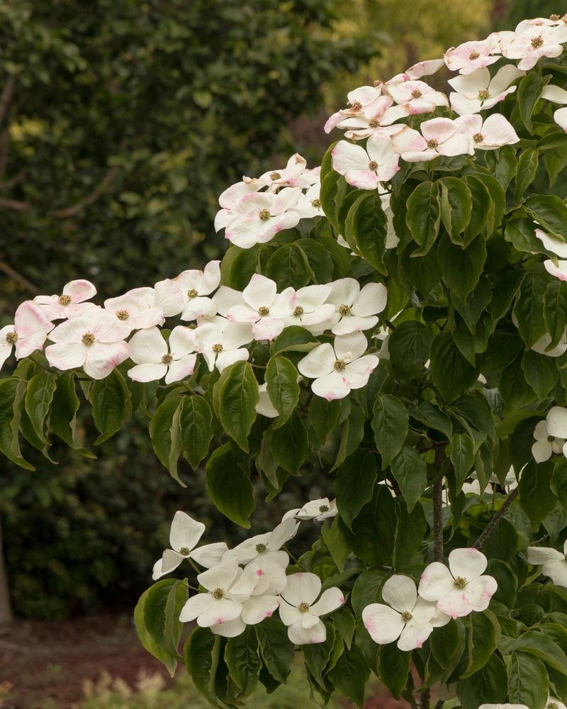 Flowering Dogwoods Need Careful Pruning Timing